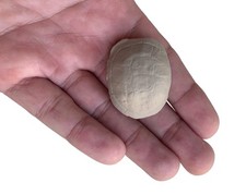 Tartaruga tartaruga fossile