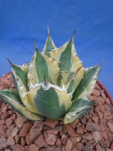 Set three agave - set,