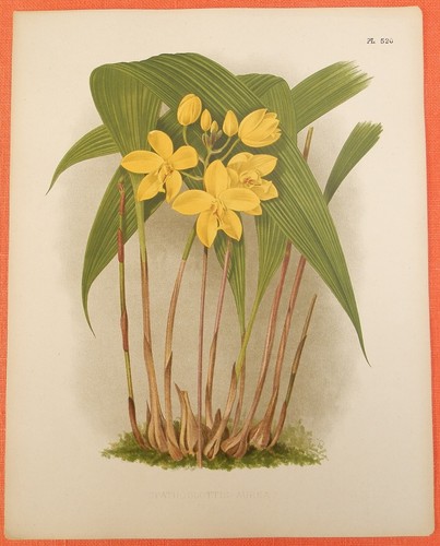 Spathoglottis gracilis pianta