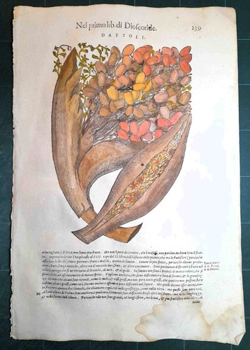 Mattioli matthioli erbario - matthioli,