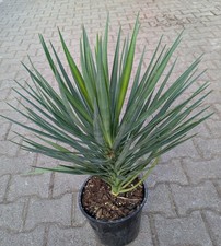 Yucca aloifolia - yucca,