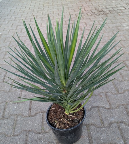 Yucca aloifolia - yucca,