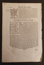 VEGETAZIONE CORALLO MAR ROSSO