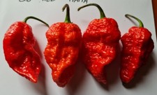 20 semi di Peperoncino Big Red