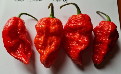 Semi peperoncino big - 20,