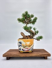 Bonsai di Pino Bianco - Vaso