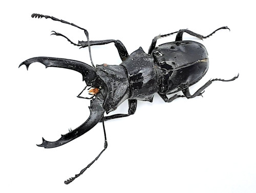 Lucanidae cantharolethrus - lucanidae,,