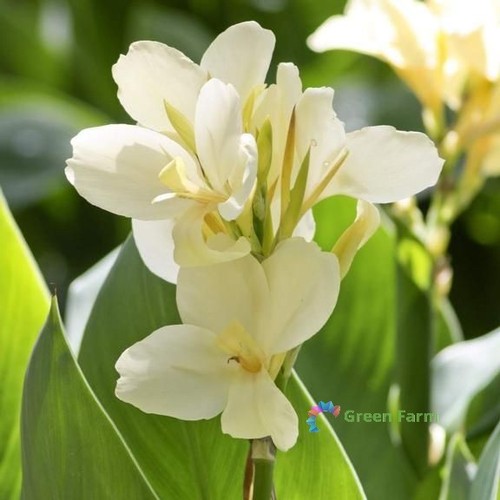 Bulbi giglio canna - canna, bianco