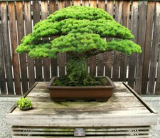 Pinus parviflora pino bianco - pino,