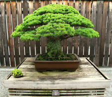 PINUS PARVIFLORA - PINO BIANCO DEL GIAPPONE, 5 SEMI SELEZIONATI