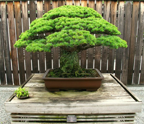 Pinus parviflora pino bianco - pinus,