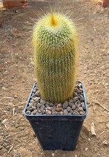 NOTOCACTUS LENINGHAUSII - PIANTA DA GIARDINO - CACTUS - H 14 CM
