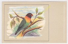CP Cartolina Uccello Bird Agapornis Personata n53