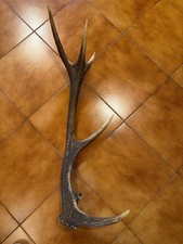 Palco Di Cervo Caduco 
