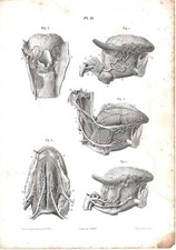 Stampa antica ANATOMIA DELLA