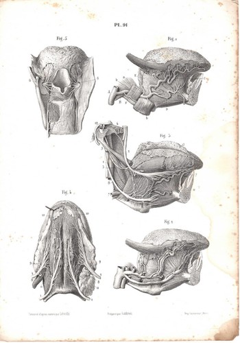 Stampa antica anatomia - anatomia, della