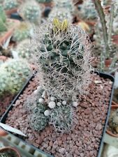 Turbinicarpus pseudomacrochele ssp. krainzianus var. minimums  Pot 12cm adult 