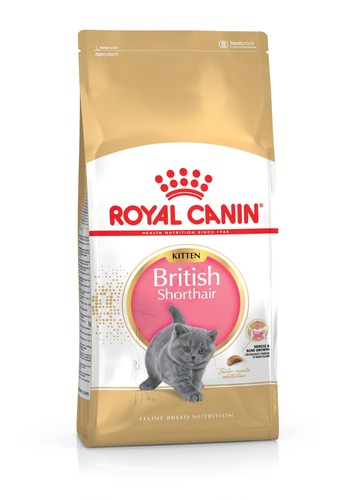 British shorthair kitten cibo - british,