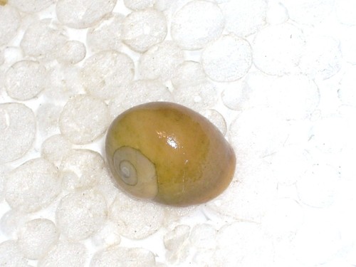 Littorina obtusata special - littorina,