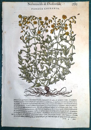 Stampa antica mattioli - stampa,