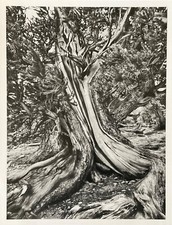 Sebastiao Salgado (warhol