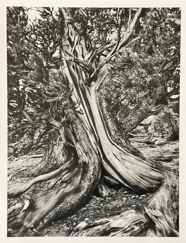 Sebastiao salgado warhol - salgado, (warhol