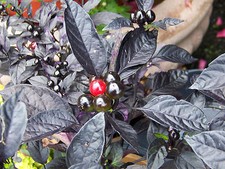 10 semi di peperoncino BLACK PEARL 