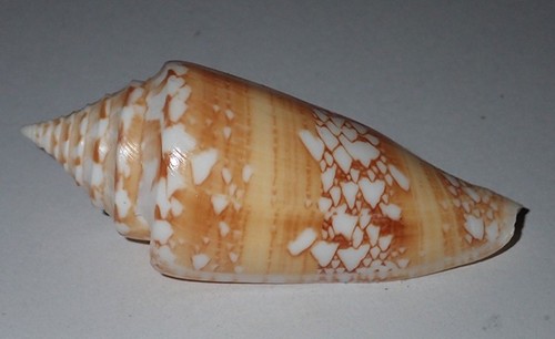 Grande conus amadis per - 83, mm