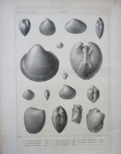 GRANDE LITHO XIX° TAVOLA