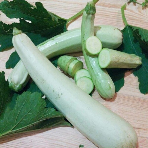 Zucchine bianche libanesi - , 5+