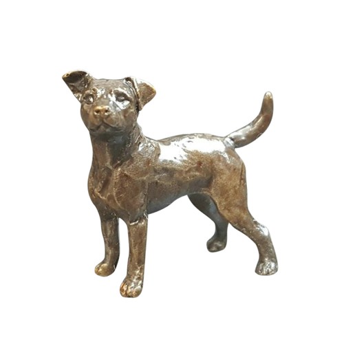 Cane jack russell piccolo - cane,