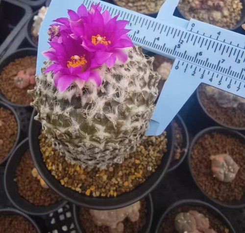3cm pelecyphora - 5.3cm,