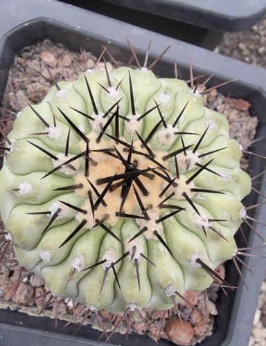 1pcs copiapoa cinerea - cinerea, 6-7cm