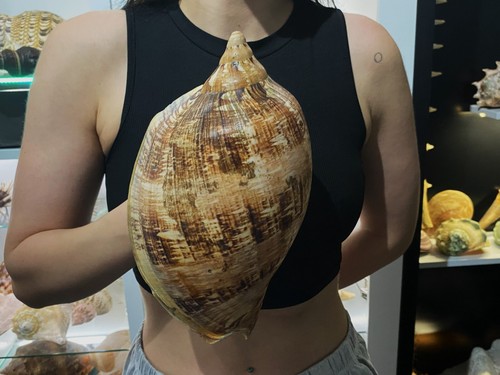 Seashell volute cymbiola - volute,