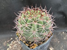 Denmoza rodacantha cactus - denmoza,