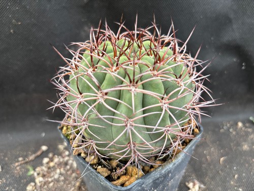Denmoza rodacantha cactus - rodacantha,