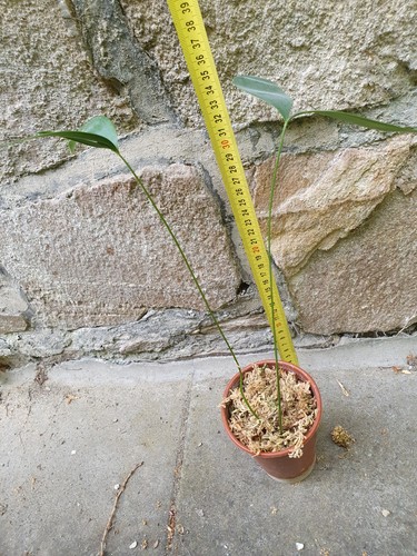 Ceratozamia pacifica pianta - pacifica,, 1