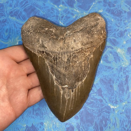 Megalodonte dente squalo - megalodonte, di