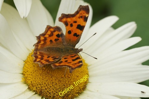 Photo 6x4 comma polygonia - photo,