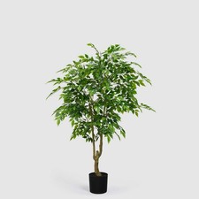EDG Enzo De Gasperi Ficus
