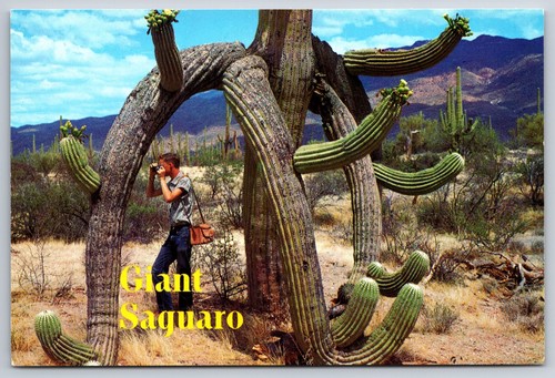 Cartolina saguaro cactus - cartolina,