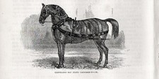 Stampa antica CAVALLO DA