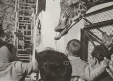 B2 - Foto Photo Fotografia anni 50 - Bambini  Zoo Giraffa