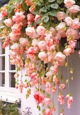 Sale2351 Begonia sospesa