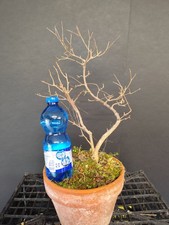 Pre Bonsai Melograno 