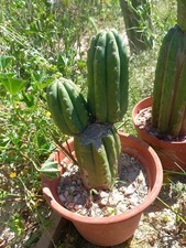 Pachanoi, San🌵Pedro mom & 2