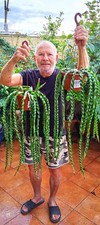 Rhipsalis cruciformis spiralis - cruciformis,
