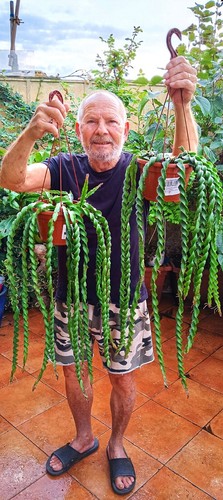Rhipsalis cruciformis spiralis - rhipsalis,