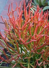 Euphorbia tirucalli rosea - euphorbia,