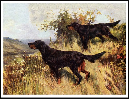 Gordon setter cani - gordon, al